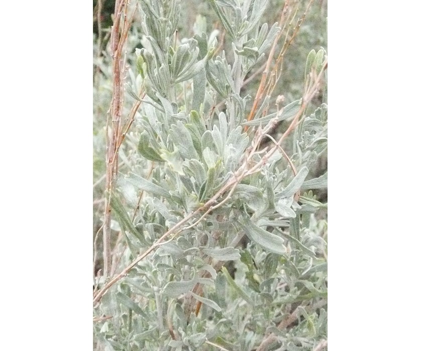 Western Sagebrush
